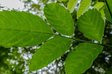 Green leaves in nature	