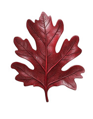 Fototapeta premium leaf isolated on white