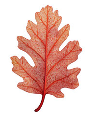 Fototapeta premium maple leaf isolated on white