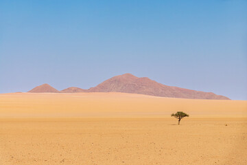 Lone tree in the NamibRand Nature Reserve, scenic minimal landscape in Namibia, Africa