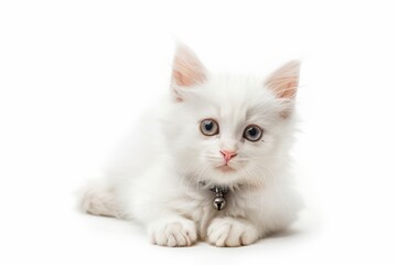 White mixed breed kitten with bell collar posing on white background