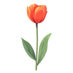 Obraz premium Single orange tulip flower with green leaves, isolated on white background.