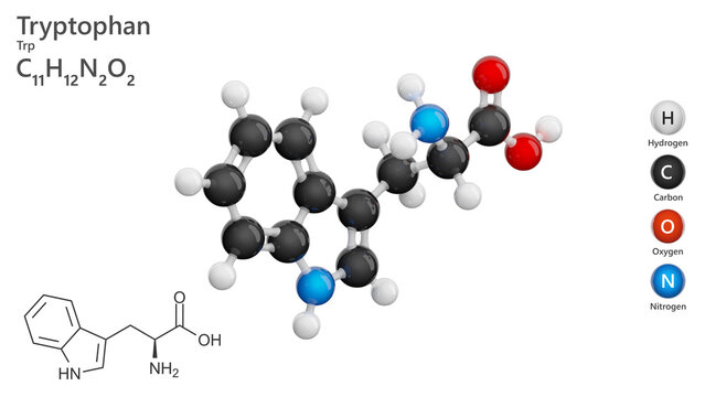 Molecule: Tryptophan (Trp or W). Essential amino acid. Molecular structure. Formula: C11H12N2O2. Chemical model: Ball and stick. White background. 3D illustration.