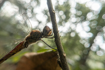 Obraz premium Close-Up of a Dragonfly: Capturing the Intricate Details of Nature's Tiny Marvel