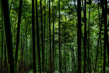 Green lush bamboo forest in Sapa, Vietnam