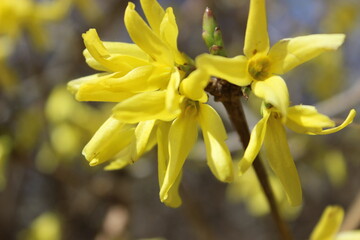 Obraz premium Bright yellow flowers bloom on a sunny spring day in a vibrant garden, showcasing nature's beauty and freshness in full display