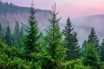 Breathtaking mountain valley at sunrise  a stunning summer landscape in slovakia