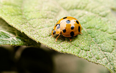 Macro Photography of Nature’s Hidden Jewels: A Yellow-and-Black Dotted Insect on a Canvas of Green
