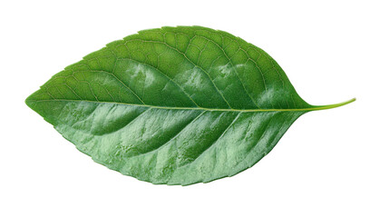 Obraz premium green leaf isolated on white background 