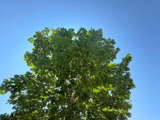 Obraz premium Fruits of Norway maple (Acer platanoides) in a park. Sycamore maple leaves and seeds. Close-up. Green Norway maple leaves (Acer platanoides) and green seeds hanging from branch. 