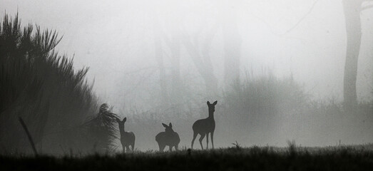 chevreuils dans la brume
