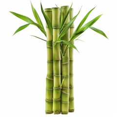 Fototapeta premium Photo of Bamboo shoot Isolated on white background