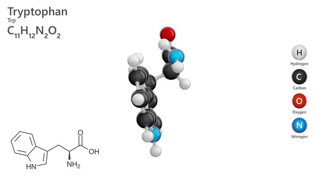 Tryptophan (Trp or W). Essential amino acid. Animated 3D model of a molecule. Molecular formula: C11H12N2O2. Chemical model: Ball and sticks. White background. 3D rendering. Seamless loop.
