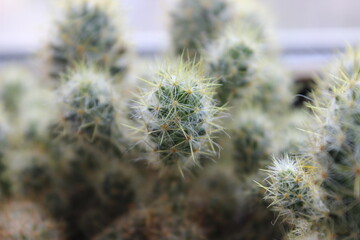 Close-up view of spiky cactus plants showcasing intricate details in a natural setting during...