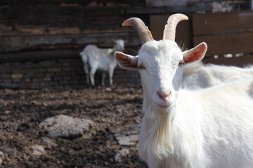 Fototapeta premium White goat standing in a farmyard with another goat in the background during daylight hours
