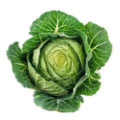 Obraz premium Photo of Cabbage Isolated on white background