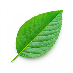 Obraz premium Nature's vibrant green leaf close-up organic life studio setting macro view botanical beauty