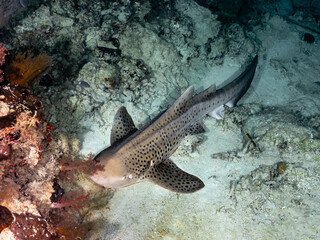 Obraz premium Leopard shark or zebra shark (Stegostoma tigrinum)