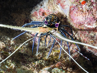 lue Spiny Lobster (Panulirus versicolor)