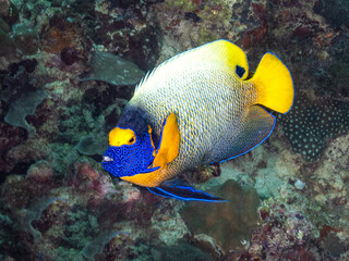 Yellow-masked Angelfish (Pomacanthus xanthometopon)