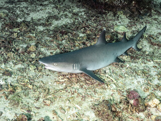 Fototapeta premium White-Tipped Reef Shark (Triaenodon obesus)