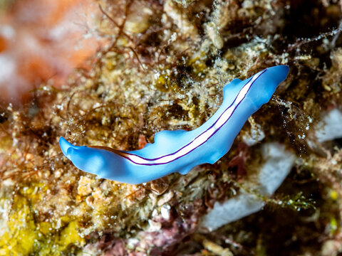 Blue Pseudoceros Flatworm (Pseudoceros liparus)