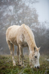 Obraz premium Serene Foggy Landscape with Horse Grazing in the Fields