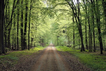 Fototapeta premium Waldweg