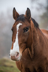 Beautiful Horse in Foggy Meadow During a Misty Morning