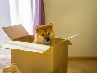Close-up of cute Shiba Inu sitting in a cardboard box moving into new home. Gift concept. High quality photo