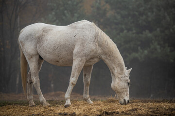 Obraz premium Solitary Horse Grazing in the Mist of a Foggy Landscape