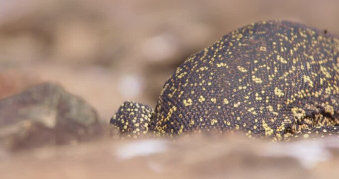 Close up shot of a nile monitor's body (Varanus niloticus) lunging for a mud fish in a savanna river during daybreak in kenya