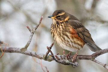Redwing (Turdus iliacus) in winter, Reykjavik, Iceland. Bird in the thrush family.
