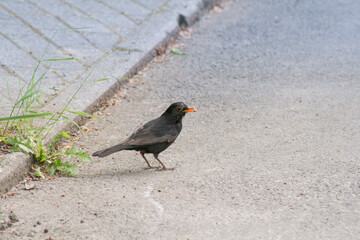 Obraz premium Common blackbird (Turdus merula) with something in the mouth standing on asphalt, close up