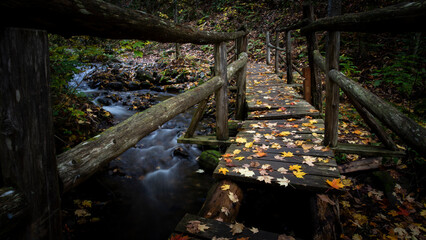 Pathways in the forest