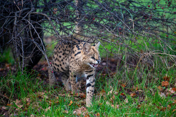 Snarling Serval in zoo