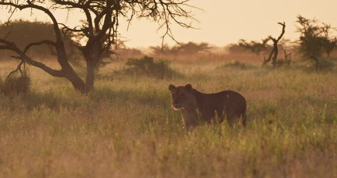 Extreme wide shot of a lioness (Panthera leo) striding as it locks on a prey in a golden hued savanna at crack of dawn in kenya