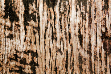 Obraz premium old wood background