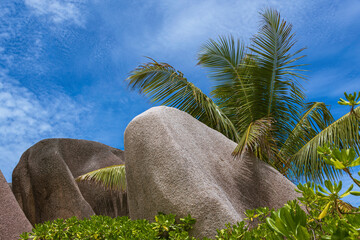 Gray Boulder, Green Palm And Blue Sky