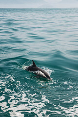 Obraz premium dolphin in the water br