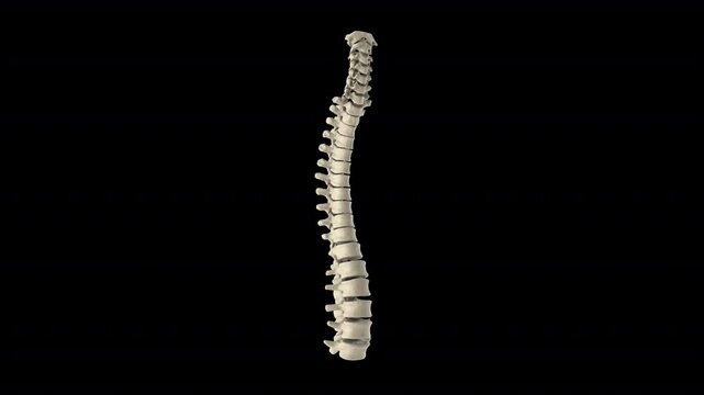 human backbones 3D Animation