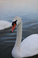 Obraz premium White swan on the water