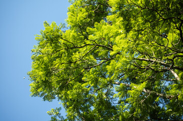 Fototapeta premium Looking Up at Tree Trunk, Branches and Green Leaves with Bright Blue Sky