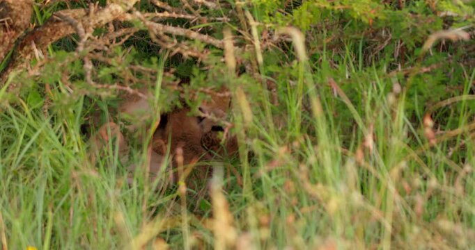Wide shot of a lioness (Panthera leo) feeding infants in an acacia undergrowth during daybreak in the kenyan grasslands 