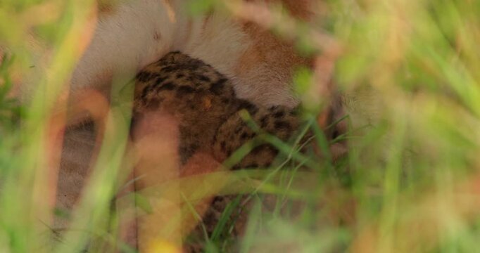 Extreme close up shot of a lion's cub head (Panthera leo) feeding readily in a savanna thicket during daybreak in kenya