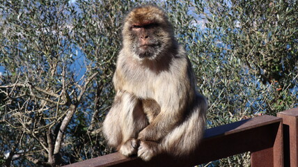Gibraltar monkeys