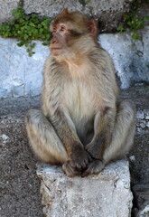 Gibraltar monkeys
