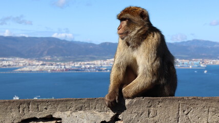 Gibraltar monkeys © Grzegorz