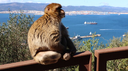 Gibraltar monkeys