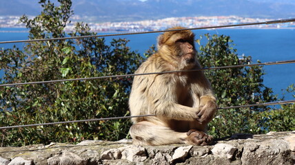 Gibraltar monkeys